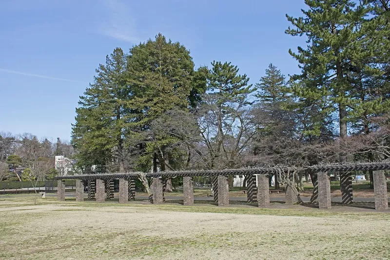 A lawn and pine trees in Koganei Park.