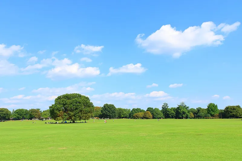 A wide lawn field in Showa Kinen Park.